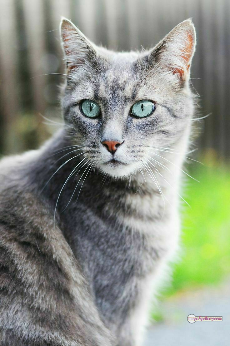 800+ Cute Cate Photos Download | Beautiful Cute Cat Images | 553 cat cute pic -(17)