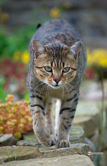 800+ Cute Cate Photos Download | Beautiful Cute Cat Images | 518 cat cute pic -(19)