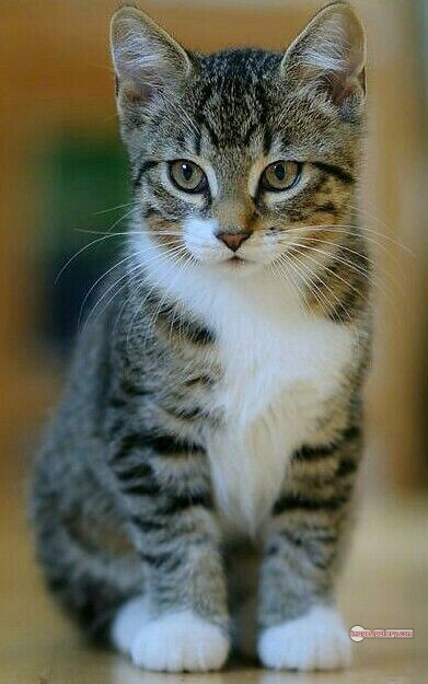 800+ Cute Cate Photos Download | Beautiful Cute Cat Images | 517 cat cute pic -(20)