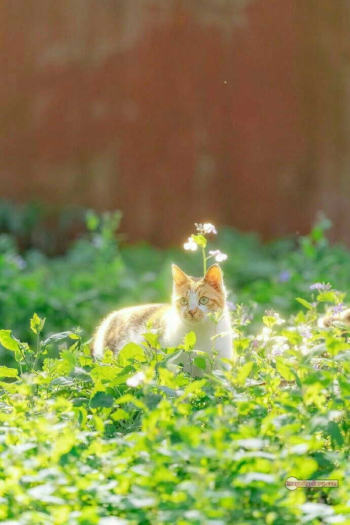 800+ Cute Cate Photos Download | Beautiful Cute Cat Images | 508 cat cute pic -(3)