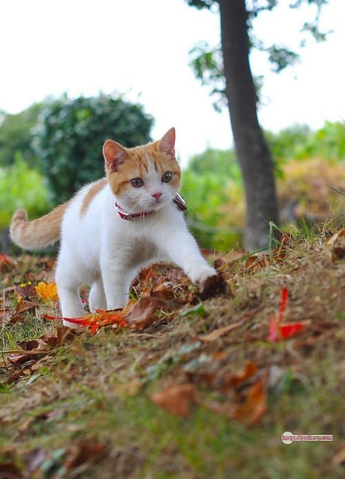 800+ Cute Cate Photos Download | Beautiful Cute Cat Images | 549 cat cute pic -(4)