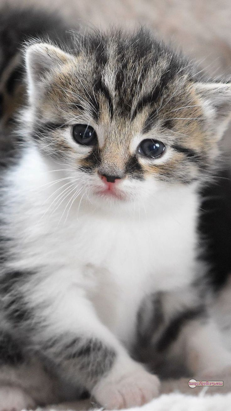 800+ Cute Cate Photos Download | Beautiful Cute Cat Images | 520 cat cute pic -(6)