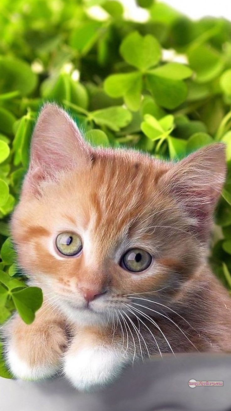 800+ Cute Cate Photos Download | Beautiful Cute Cat Images | 522 cat cute pic -(8)