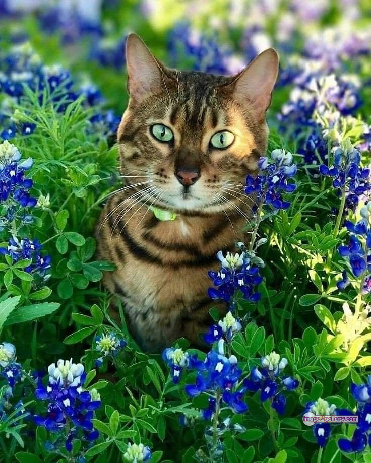 800+ Cute Cate Photos Download | Beautiful Cute Cat Images | 521 cat cute pic -(9)