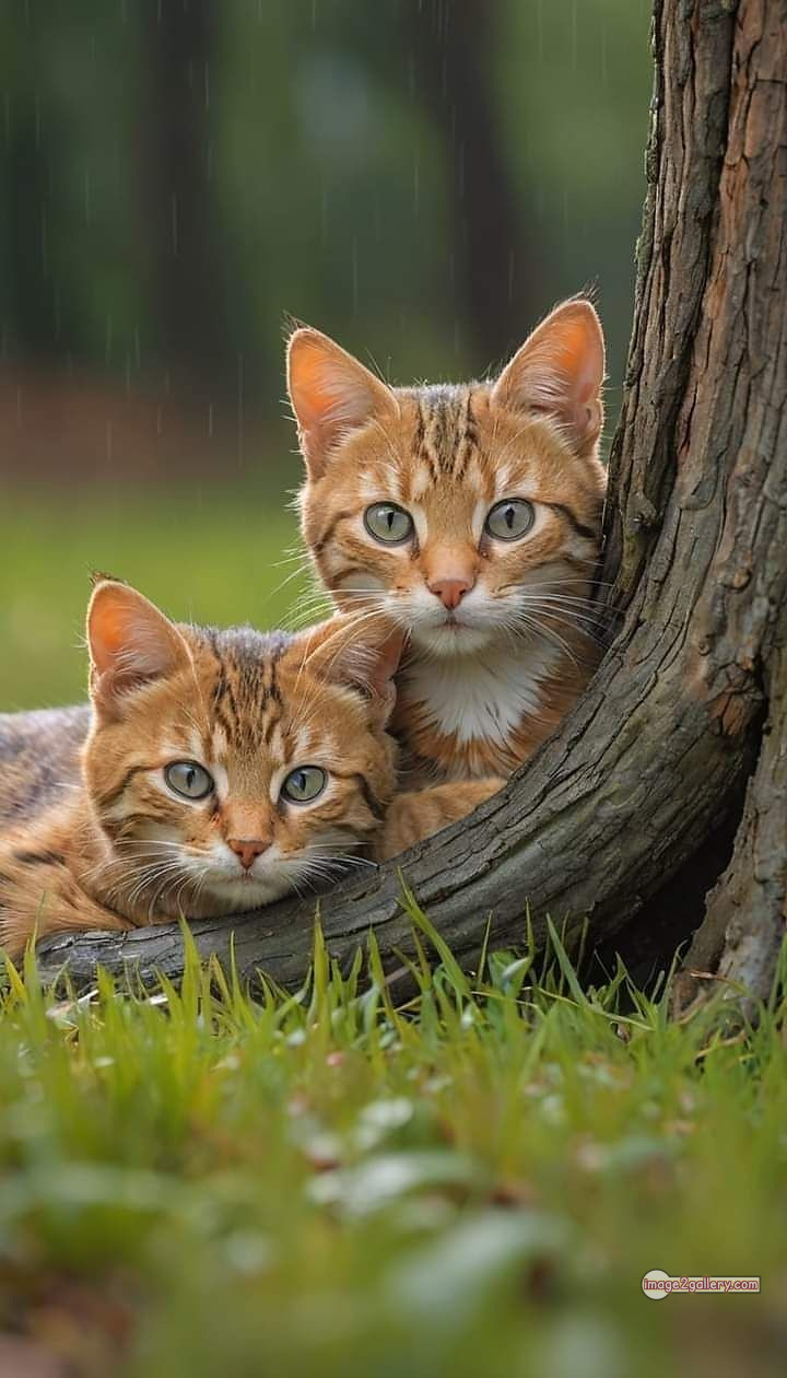 800+ Cute Cate Photos Download | Beautiful Cute Cat Images | 195 cat funny images -(10)