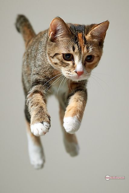 800+ Cute Cate Photos Download | Beautiful Cute Cat Images | 144 cat funny images -(13)