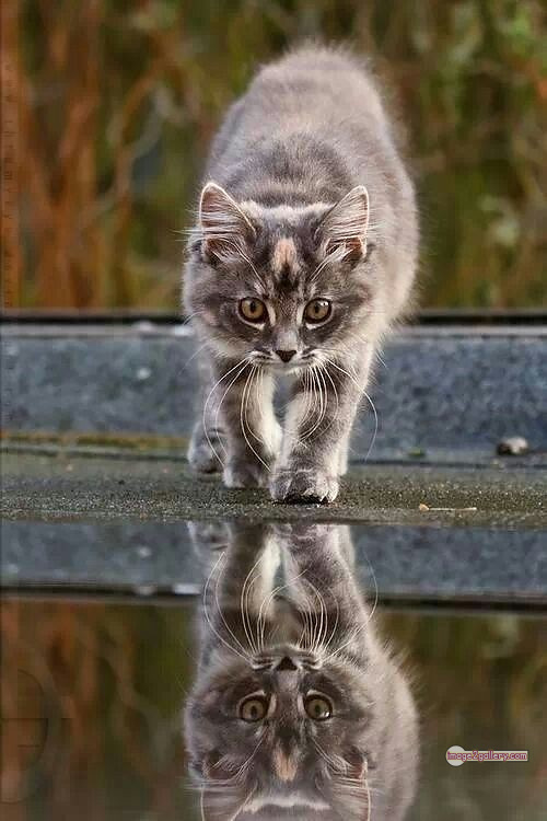 800+ Cute Cate Photos Download | Beautiful Cute Cat Images | 186 cat funny images -(14)