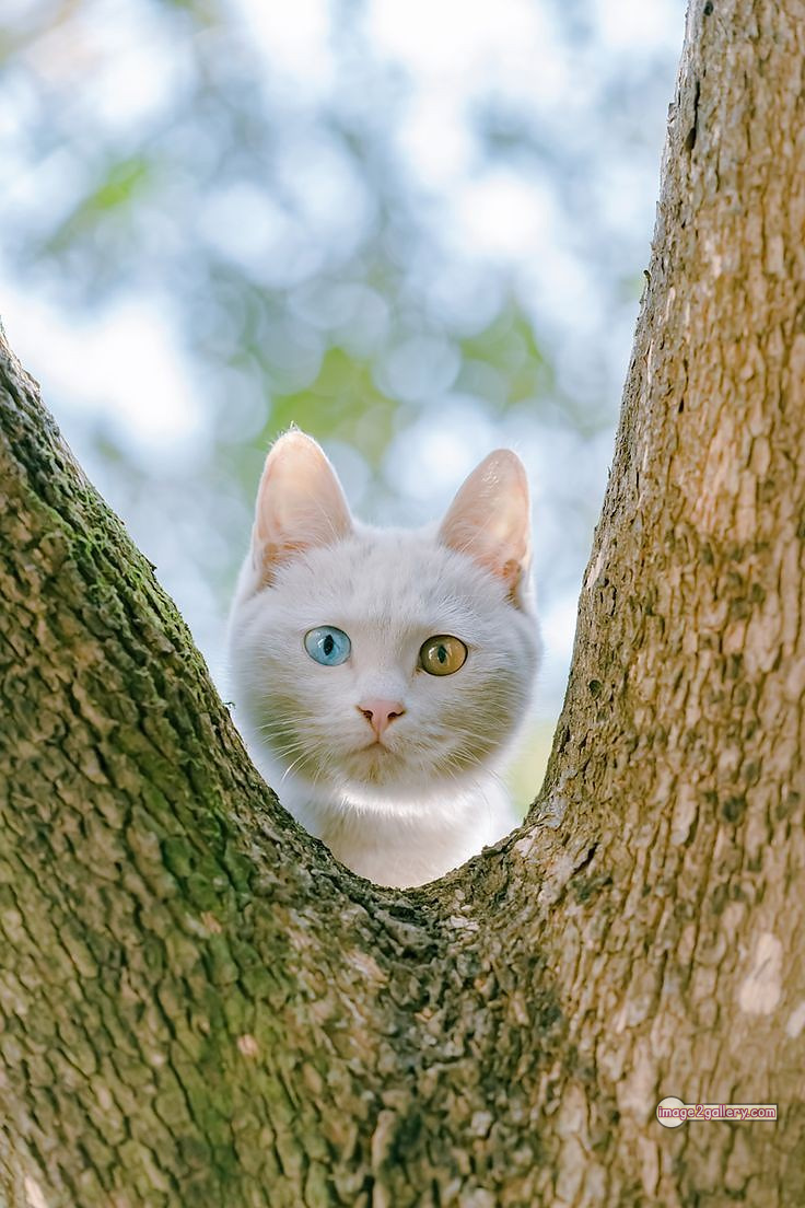 800+ Cute Cate Photos Download | Beautiful Cute Cat Images | 193 cat funny images -(3)