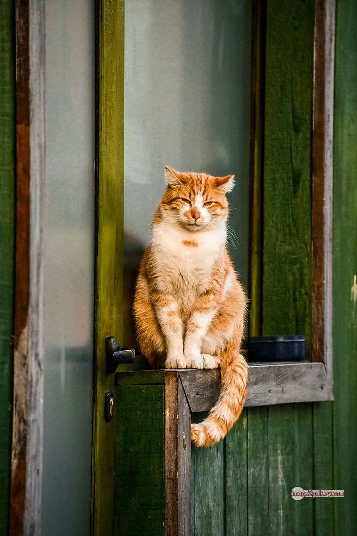 800+ Cute Cate Photos Download | Beautiful Cute Cat Images | 188 cat funny images -(4)