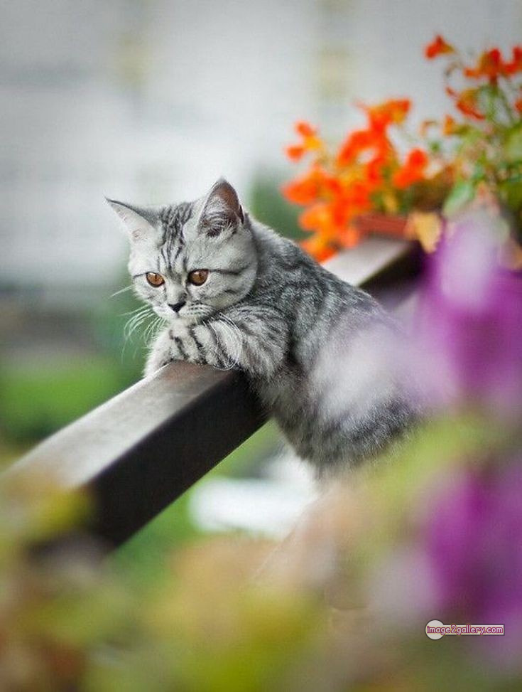 800+ Cute Cate Photos Download | Beautiful Cute Cat Images | 190 cat funny images -(7)