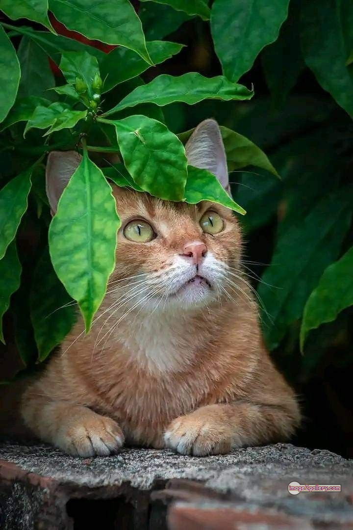 800+ Cute Cate Photos Download | Beautiful Cute Cat Images | 189 cat funny images -(8)