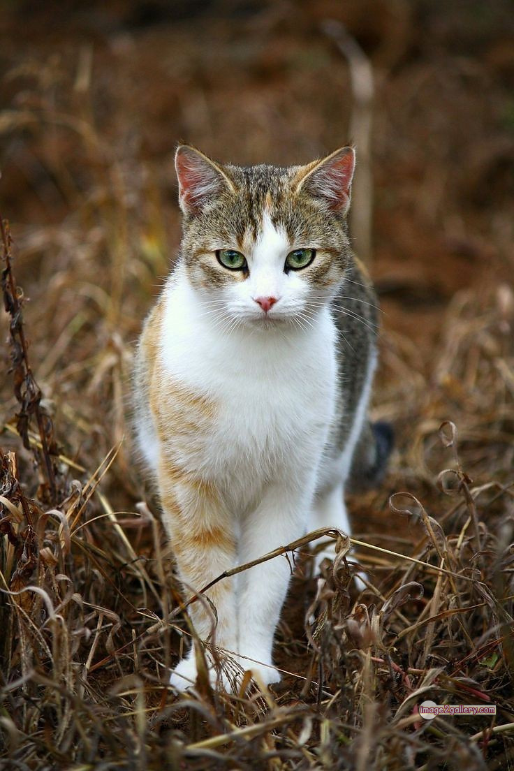 800+ Cute Cate Photos Download | Beautiful Cute Cat Images | 337 cat images dp -