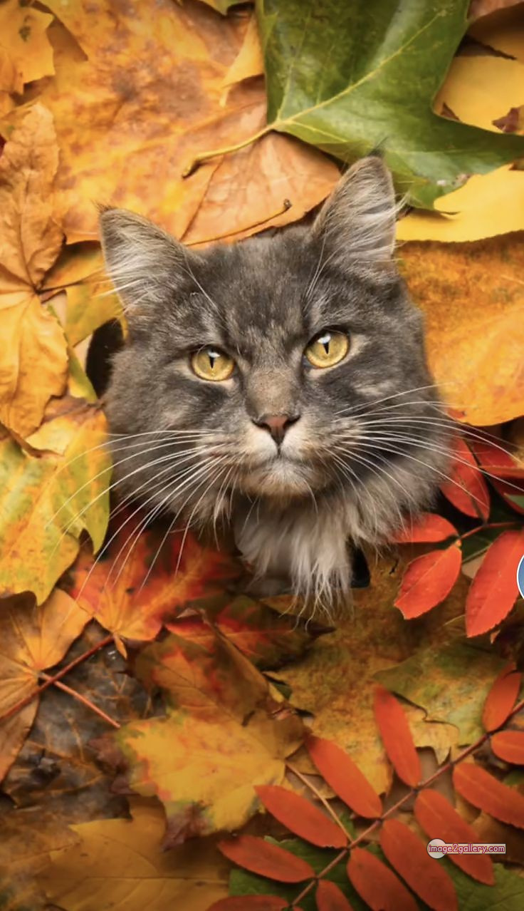 800+ Cute Cate Photos Download | Beautiful Cute Cat Images | 340 cat images dp -(1)