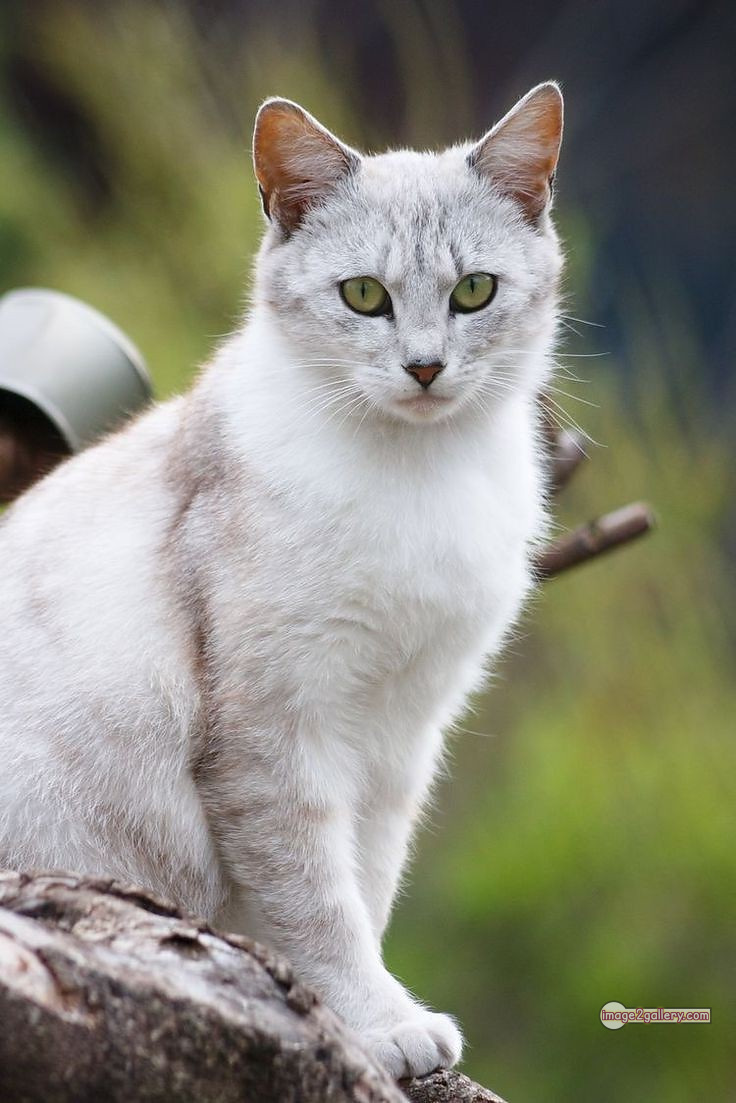 800+ Cute Cate Photos Download | Beautiful Cute Cat Images | 249 cat images dp -(10)