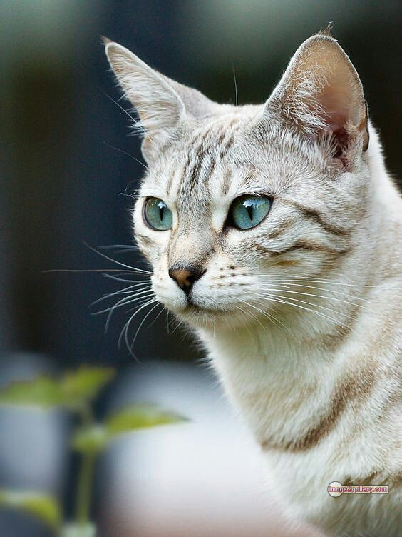 800+ Cute Cate Photos Download | Beautiful Cute Cat Images | 472 cat images dp -(11)