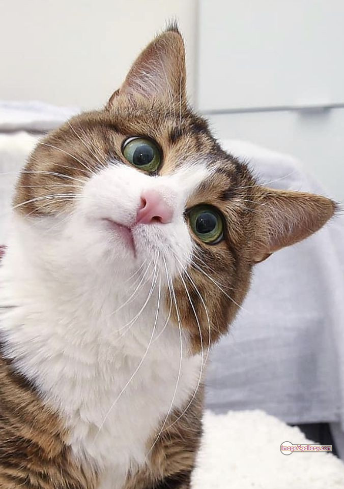 800+ Cute Cate Photos Download | Beautiful Cute Cat Images | 468 cat images dp -(12)