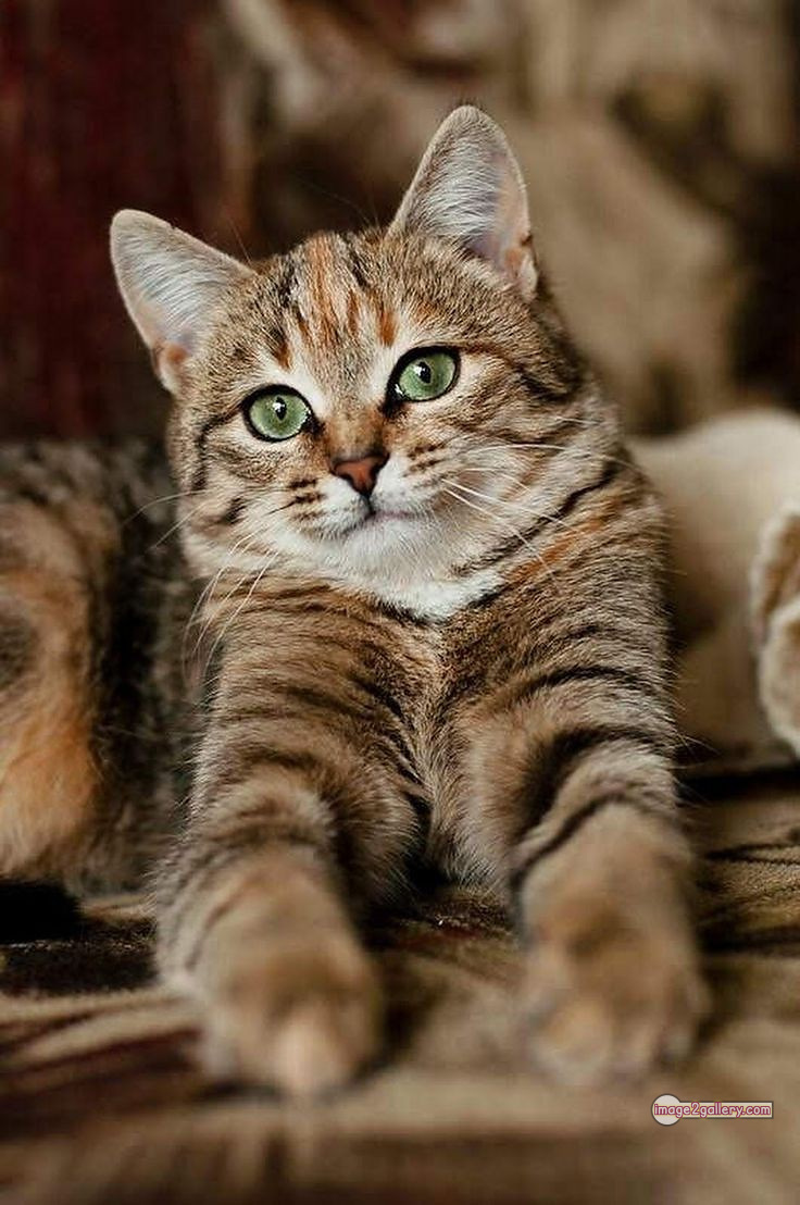 800+ Cute Cate Photos Download | Beautiful Cute Cat Images | 339 cat images dp -(13)