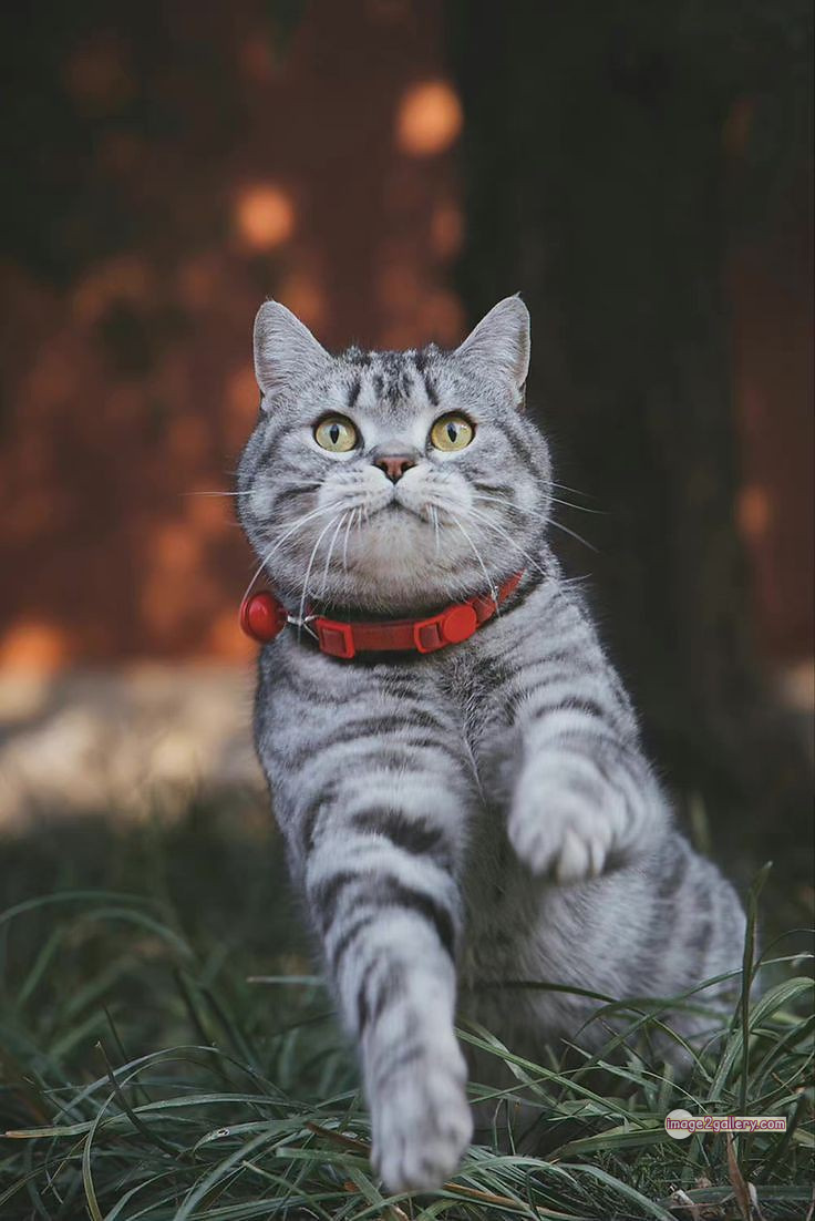 800+ Cute Cate Photos Download | Beautiful Cute Cat Images | 338 cat images dp -(14)