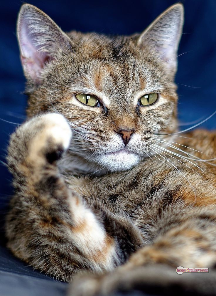800+ Cute Cate Photos Download | Beautiful Cute Cat Images | 257 cat images dp -(15)