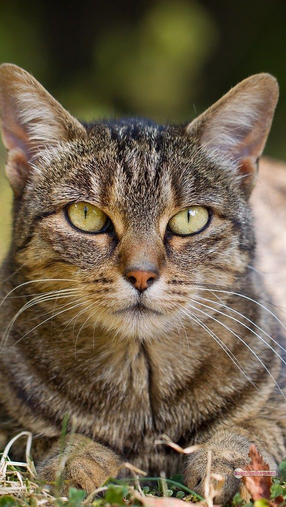 800+ Cute Cate Photos Download | Beautiful Cute Cat Images | 467 cat images dp -(16)