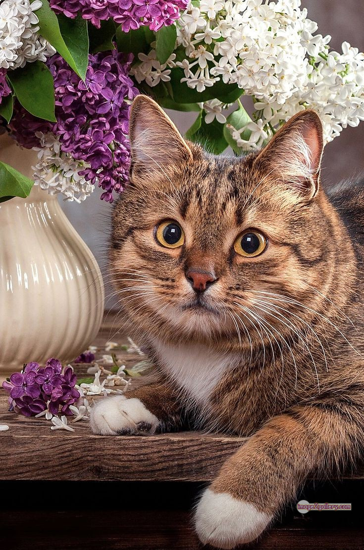 800+ Cute Cate Photos Download | Beautiful Cute Cat Images | 341 cat images dp -(2)