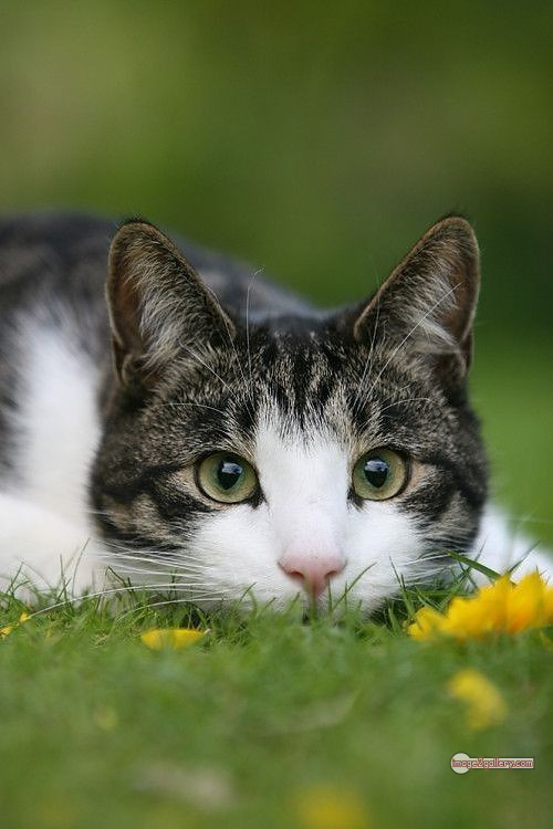 800+ Cute Cate Photos Download | Beautiful Cute Cat Images | 406 cat images dp -(20)