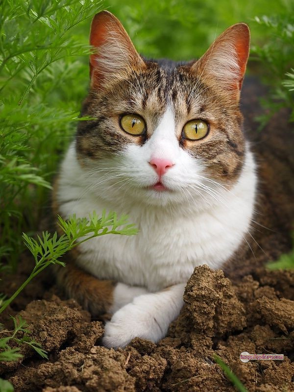 800+ Cute Cate Photos Download | Beautiful Cute Cat Images | 402 cat images dp -(3)