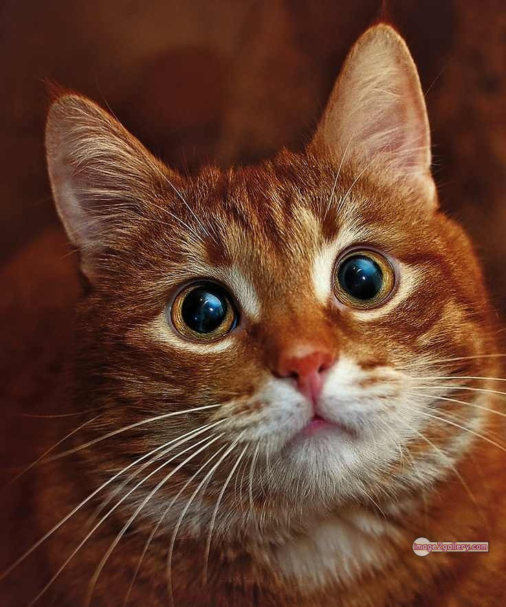 800+ Cute Cate Photos Download | Beautiful Cute Cat Images | 336 cat images dp -(4)