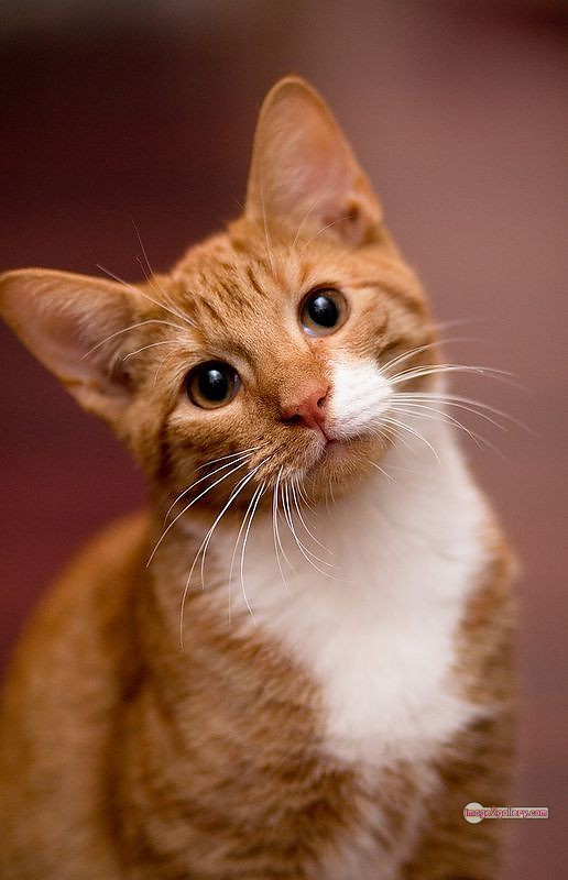 800+ Cute Cate Photos Download | Beautiful Cute Cat Images | 398 cat images dp -(5)
