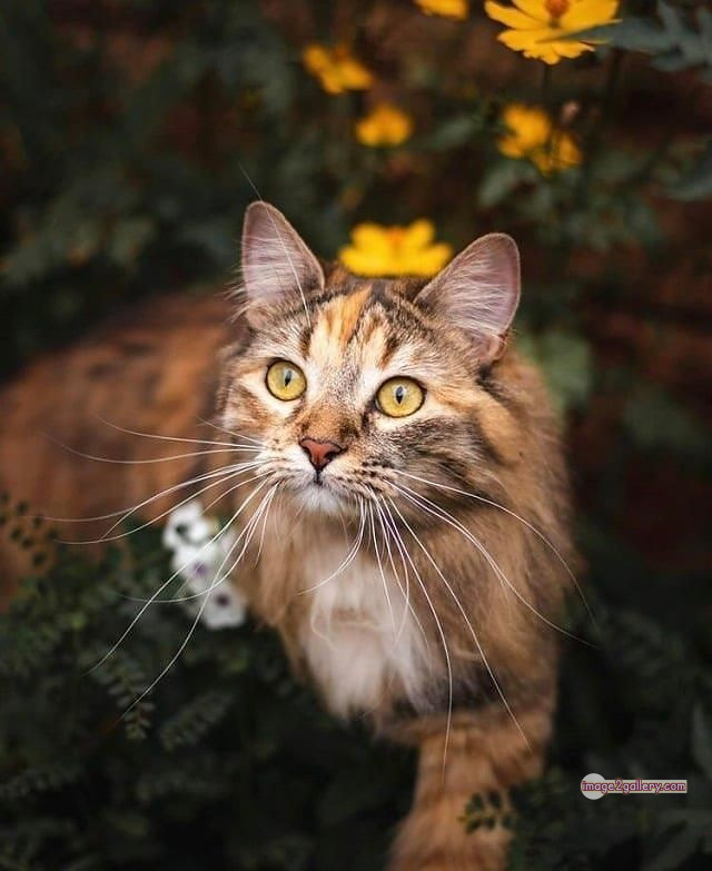 800+ Cute Cate Photos Download | Beautiful Cute Cat Images | 404 cat images dp -(6)