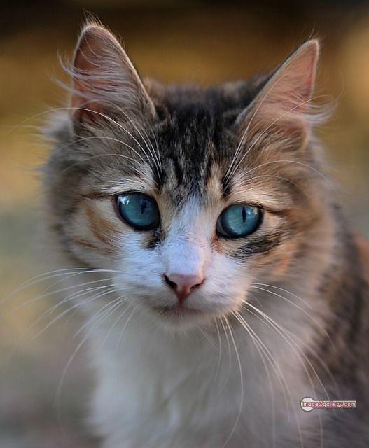 800+ Cute Cate Photos Download | Beautiful Cute Cat Images | 251 cat images dp -(8)