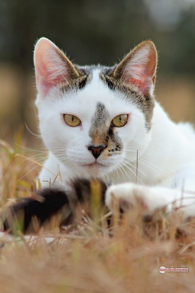 800+ Cute Cate Photos Download | Beautiful Cute Cat Images | 250 cat images dp -(9)