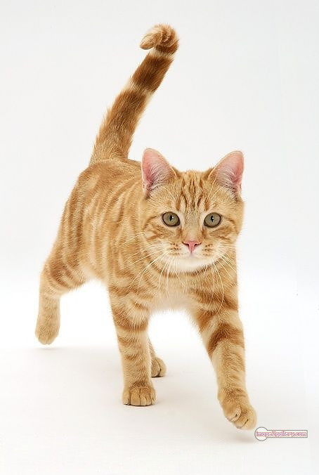 800+ Cute Cate Photos Download | Beautiful Cute Cat Images | 823 cat images free -(2)
