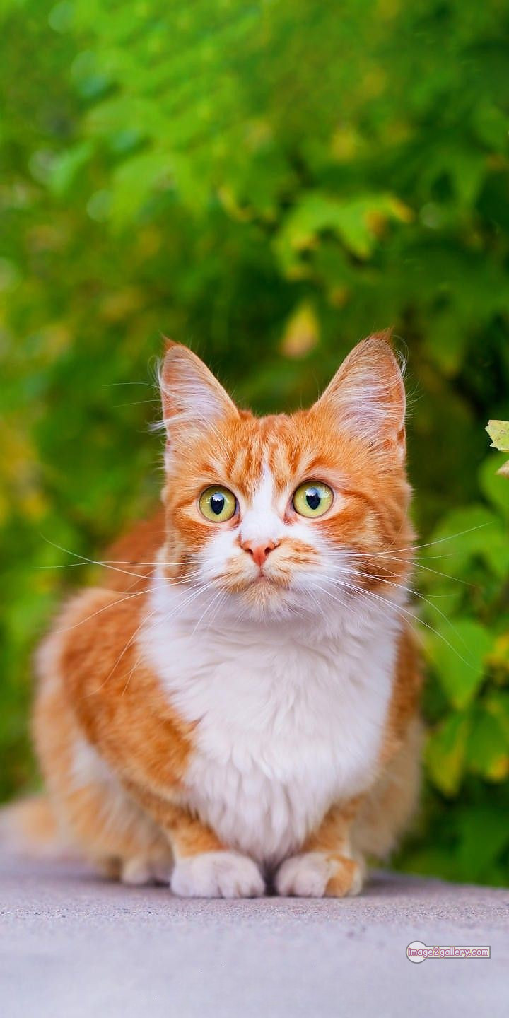 800+ Cute Cate Photos Download | Beautiful Cute Cat Images | 774 cat images free -(7)