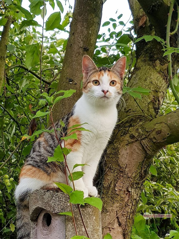 800+ Cute Cate Photos Download | Beautiful Cute Cat Images | 752 cat images free download -