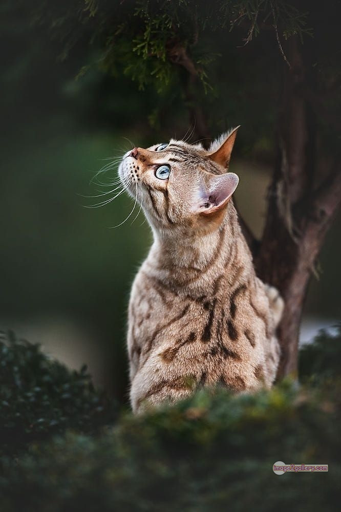 800+ Cute Cate Photos Download | Beautiful Cute Cat Images | 757 cat images free download -(1)