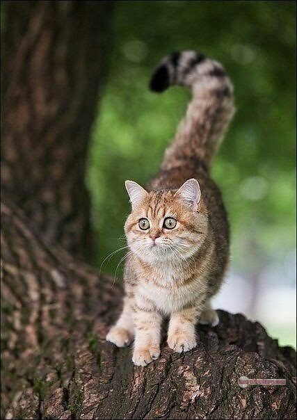 800+ Cute Cate Photos Download | Beautiful Cute Cat Images | 764 cat images free download -(13)
