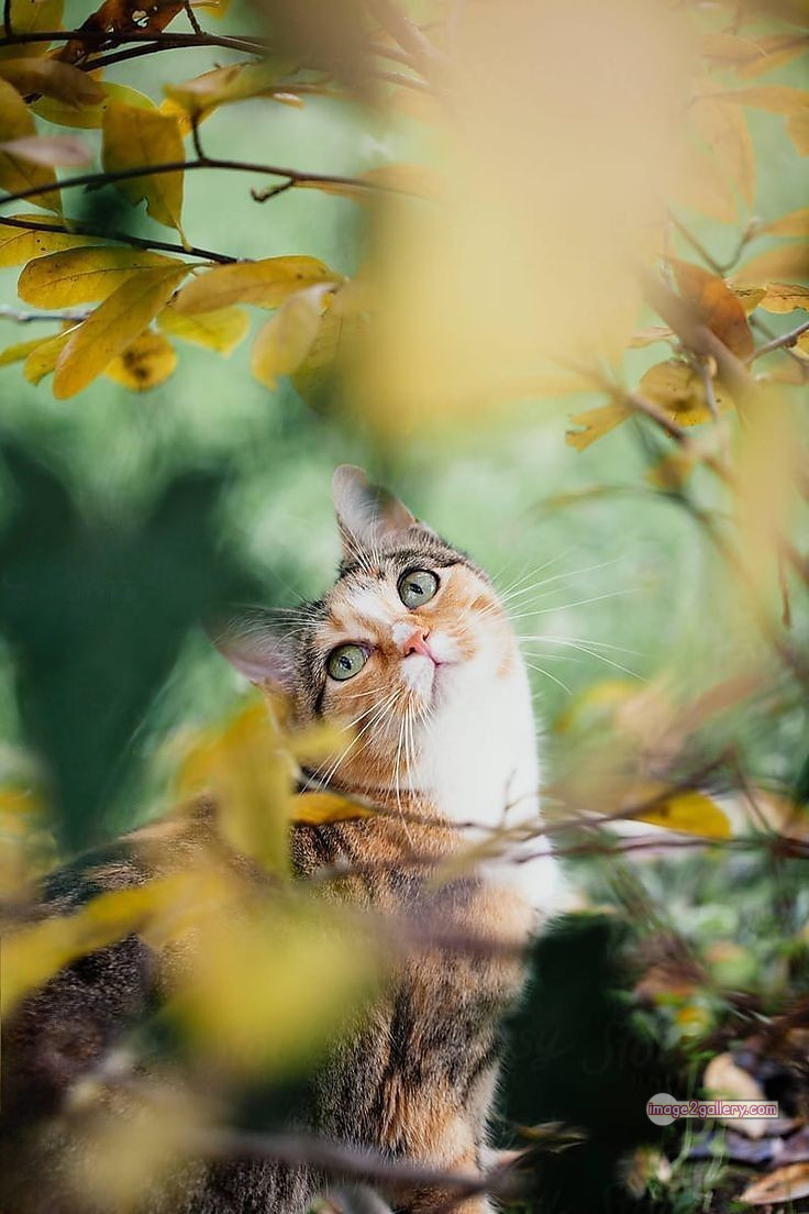 800+ Cute Cate Photos Download | Beautiful Cute Cat Images | 762 cat images free download -(14)