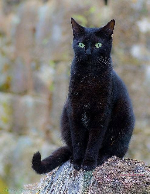 800+ Cute Cate Photos Download | Beautiful Cute Cat Images | 787 cat images free download -(18)