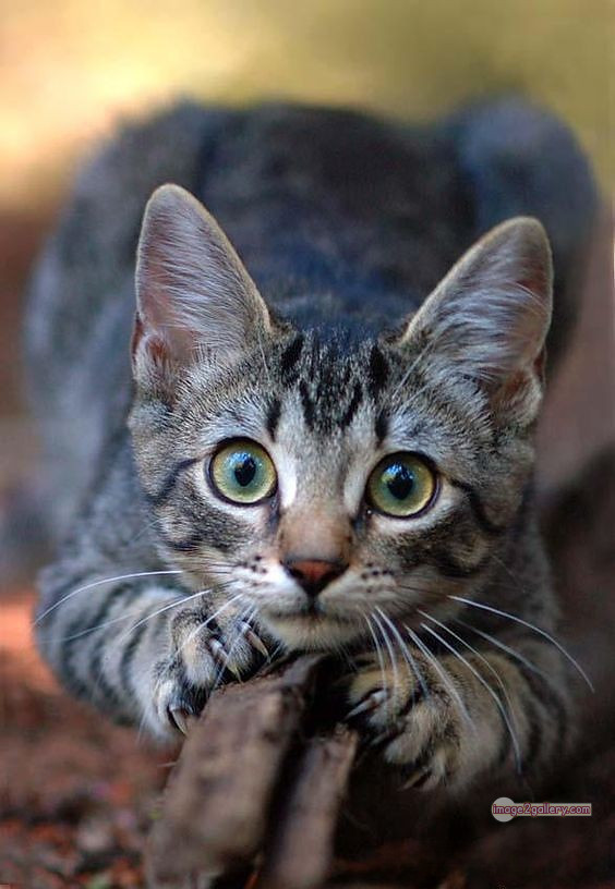 800+ Cute Cate Photos Download | Beautiful Cute Cat Images | 766 cat images free download -(28)