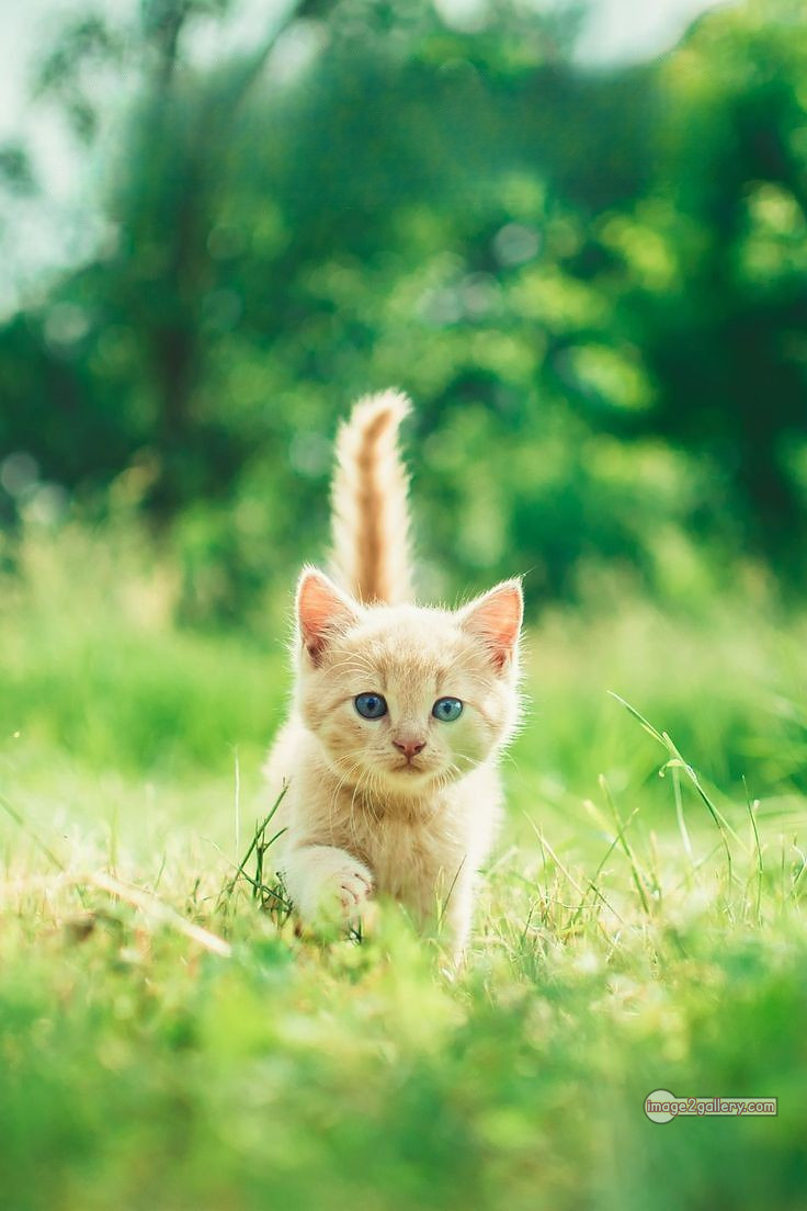 800+ Cute Cate Photos Download | Beautiful Cute Cat Images | 824 cat images free download -(29)