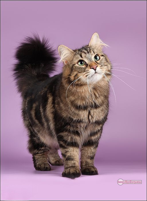 800+ Cute Cate Photos Download | Beautiful Cute Cat Images | 786 cat images free download -(3)