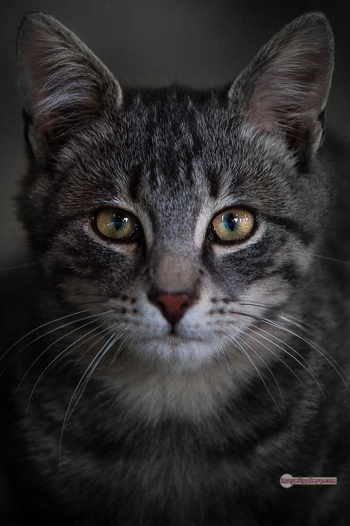 800+ Cute Cate Photos Download | Beautiful Cute Cat Images | 755 cat images free download -(8)