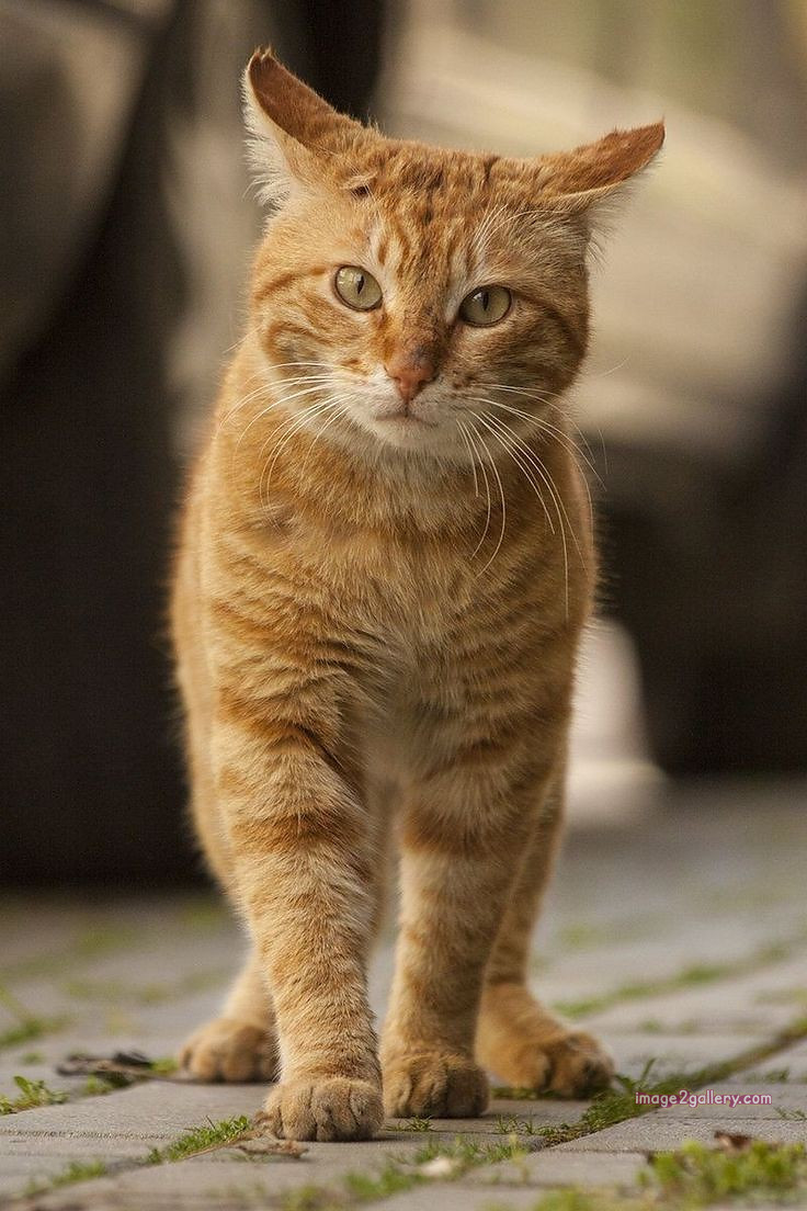 800+ Cute Cate Photos Download | Beautiful Cute Cat Images | 782 cat images free(12)
