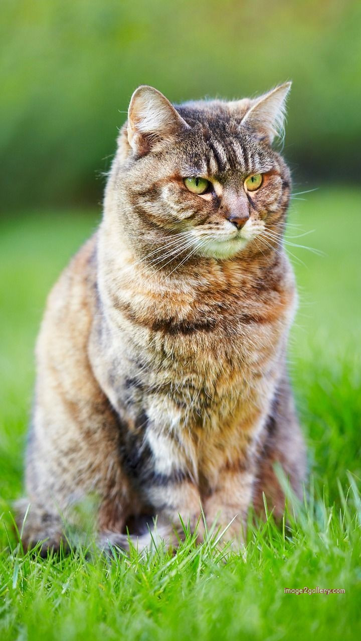 800+ Cute Cate Photos Download | Beautiful Cute Cat Images | 832 cat images free(5)