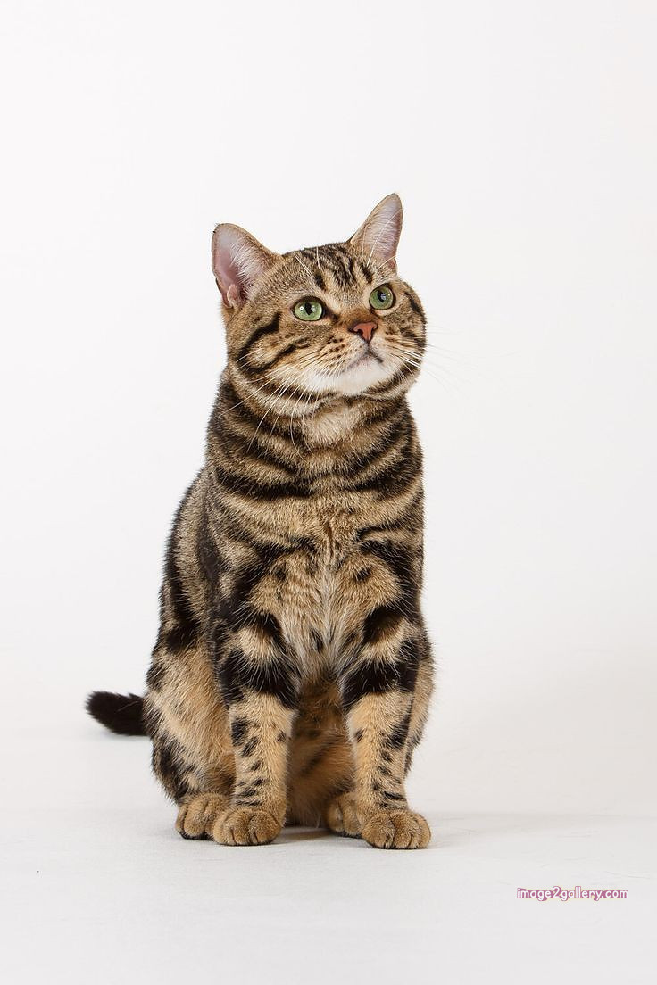 800+ Cute Cate Photos Download | Beautiful Cute Cat Images | 830 cat images free(7)