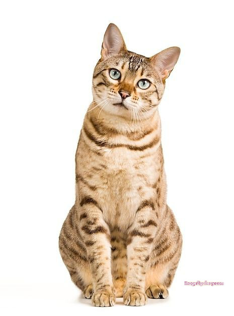 800+ Cute Cate Photos Download | Beautiful Cute Cat Images | 829 cat images free(8)