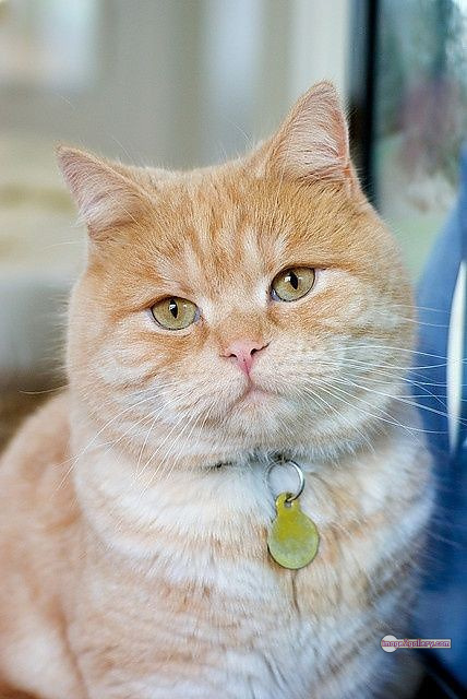 800+ Cute Cate Photos Download | Beautiful Cute Cat Images | 47 cat photo dp Cute Cat