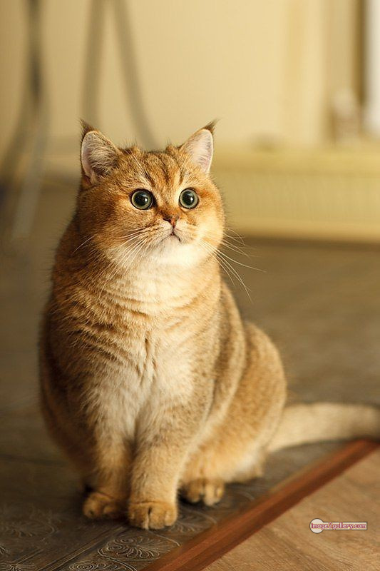 800+ Cute Cate Photos Download | Beautiful Cute Cat Images | 2 cat photo dp -(1)