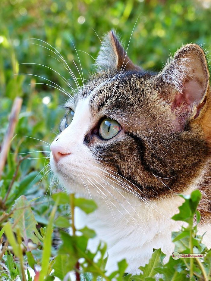 800+ Cute Cate Photos Download | Beautiful Cute Cat Images | 244 cat photo dp -(10)